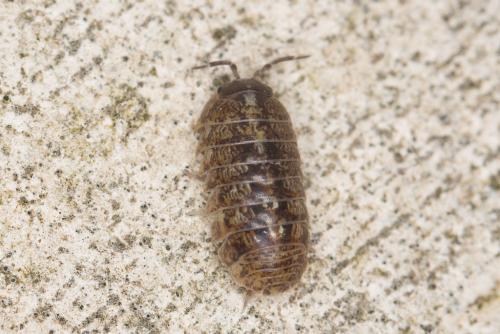 Réf. 223 380 : Armadillidium vulgare